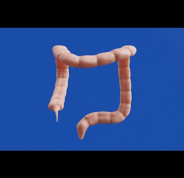 3D model of a colon. Photo by Aakash Dhage on Unsplash