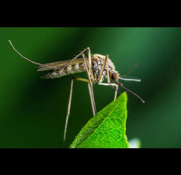 Originally from Africa, the mosquito Aedes aegypti — a major carrier of dengue and yellow fever viruses — is now widespread in many tropical regions of the globe. CREDIT: ISTOCK.COM / NECHAEV-KON