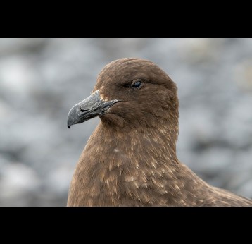 A brown skua. Photo by Bob Brewer on Unsplash