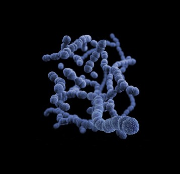 3D computer-generated image of a group of Gram-positive Streptococcus pneumoniae bacteria. Photo by CDC on Unsplash