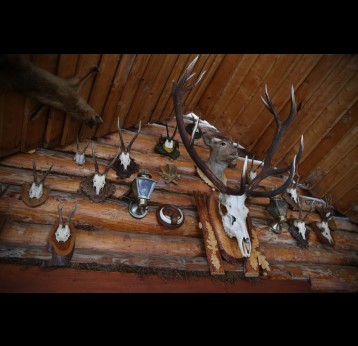 Deer horns on wooden wall. Credit: Kotkoa/Freepik