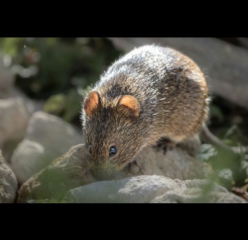 Small rodent on rocks. Photo by Dmytro Koplyk on Unsplash