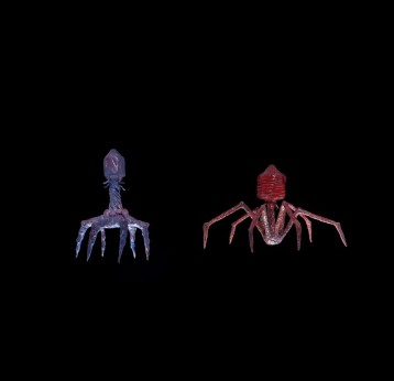Model of bacteriophages. These are viruses that multiply inside bacteria and cause their death. In some cases they are used in the fight against bacteria instead of antibiotics. shoma81/Shutterstock