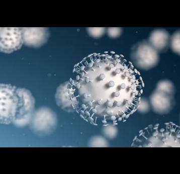 Coronaviruses with their telltale spike proteins. Jezper/Shutterstock.com