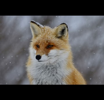Close up of a fox sitting in snow. Photo by Freezer on Unsplash