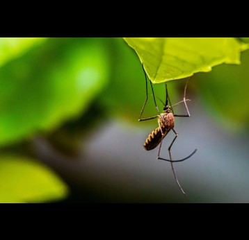 Macro of a Mosquito on a leaf. Credit: Sayed Ali/Unsplash
