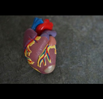 Anatomical model of a human heart. Photo by Robina Weermeijer on Unsplash 