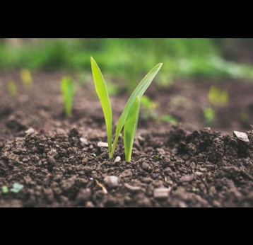 Soil. Photo by Roman Synkevych on Unsplash