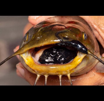 Infectious melanoma cells can grow anywhere on a bullhead catfish’s body, including in the mouth. CREDIT: JOSHUA BROWN, UVM
