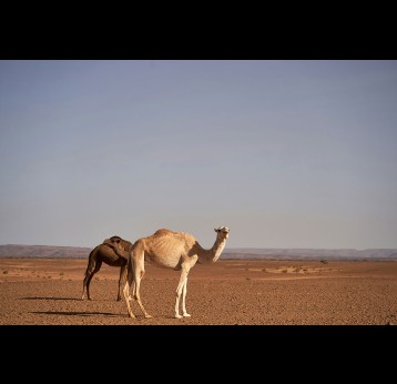 MERS continues to circulate in animal reservoirs like dromedary camels. Photo by Wolfgang Hasselmann on Unsplash