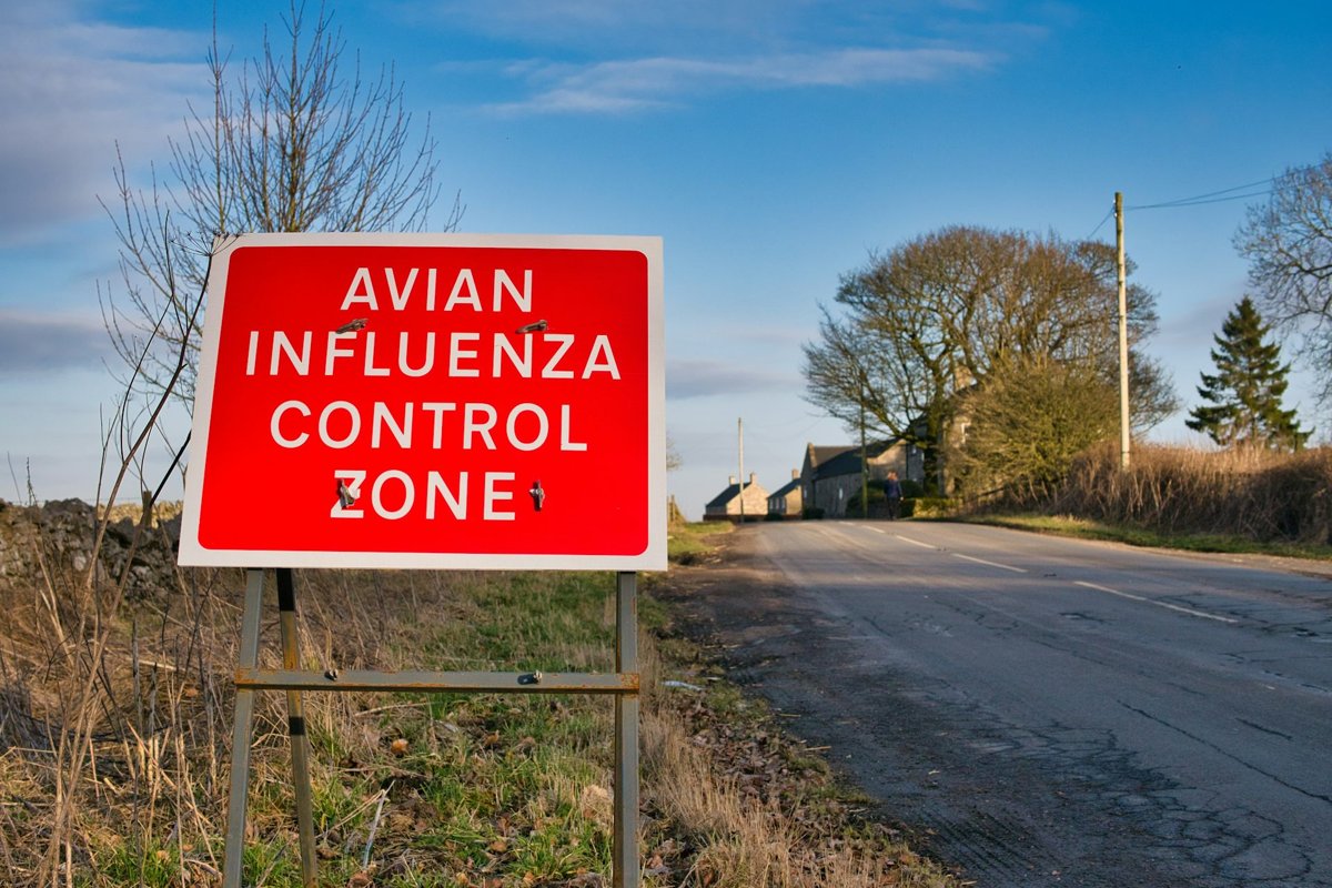 Avian influenza control zones have been put in place in England, Scotland and Wales to control the virus’s spread among birds. Credit: Alan Morris / Shutterstock