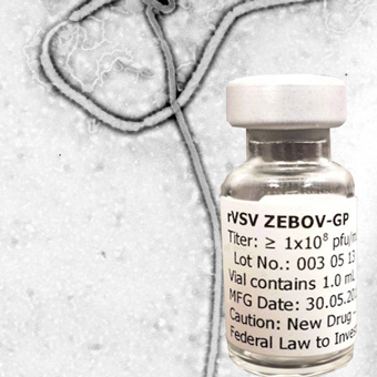 rVSV-ZEBOV vaccine. Credit: BlitzKrieg1982