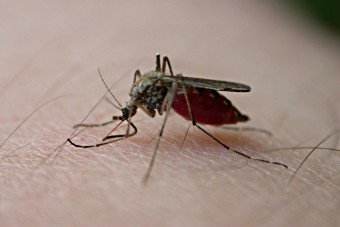 Mosquito