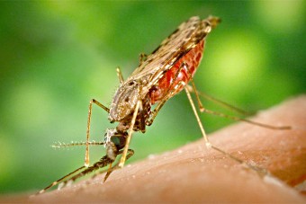 Mosquito malaria