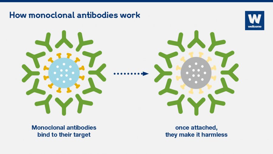 Sola Saal Ki Student Or Teacher Ka Xxx - What are monoclonal antibodies â€“ and can they treat Covid-19? | Gavi, the  Vaccine Alliance