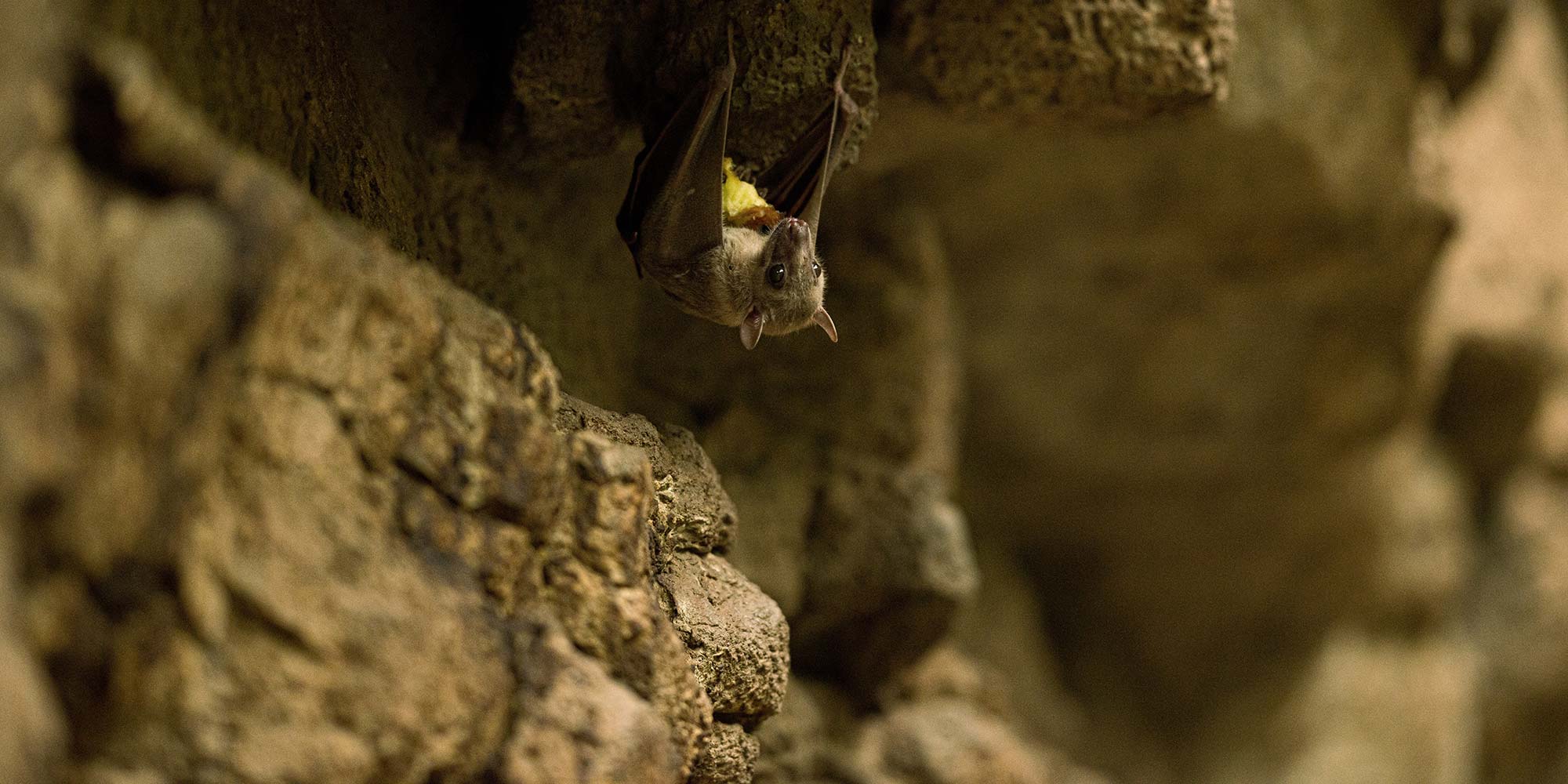 The First Human Case Of Marburg Virus In West Africa Is No Surprise Here S Why Gavi The Vaccine Alliance