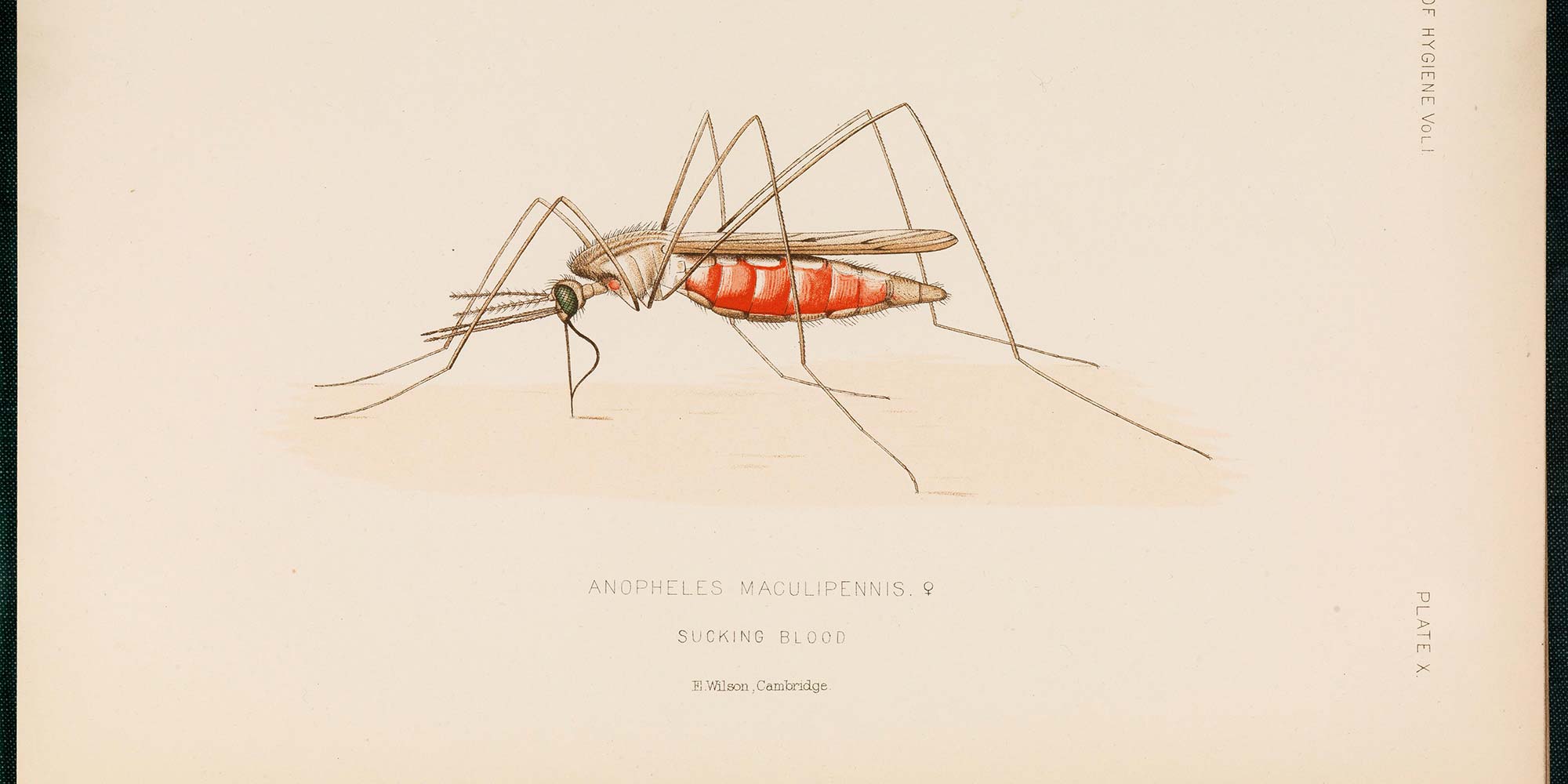 The Long View Headless Puppies Fishing Nets And G Ts Humanity S Millennia Long War Against Malaria Gavi The Vaccine Alliance