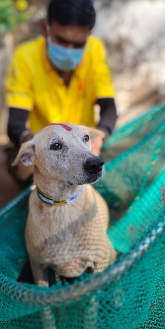 Mission Rabies's "yellow army" of dog handlers vaccinates as many as 100,000 dogs a year in Goa, India's smallest state. The paint smear on this dog's forehead signifies that he's been immunised.