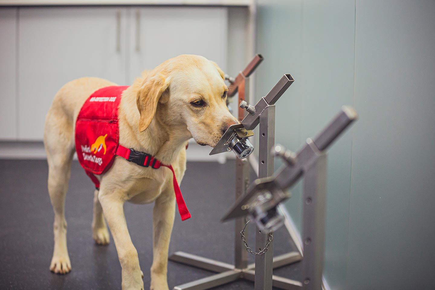 Sniffer dogs: more effective in detecting Covid-19 virus