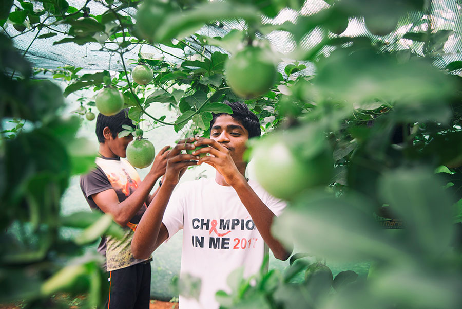 Sweet indeed is the fruit of their labor – children picking passion fruit for their breakfast. Credit: Babu Seenappa