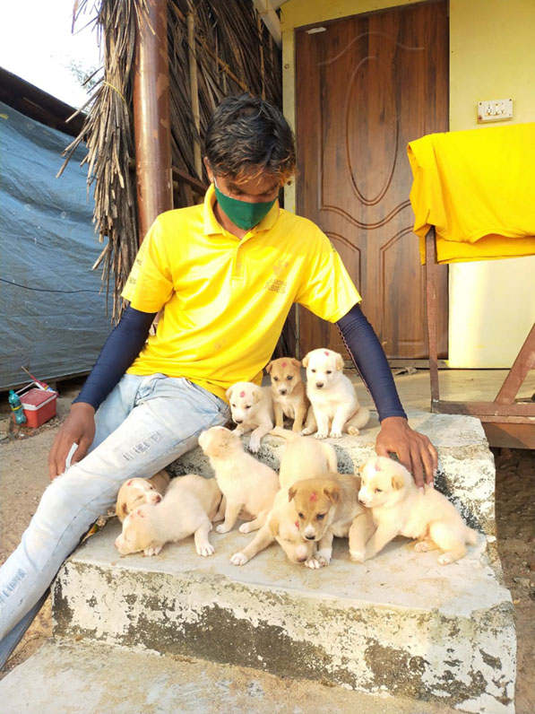 WVS, a sister organisation to Mission Rabies, runs a dog sterilisation campaign in Goa - but new puppies are born to strays each year. A female dog can have 12 puppies at a time, all of which need, like these, to be vaccinated to keep herd immunity strong. Credit: Mission Rabies