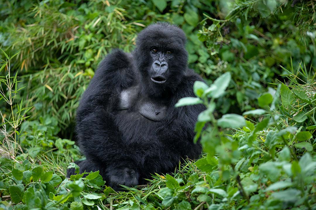 Vaccinating human communities living around gorilla habitat would both protect gorillas and help to ease the social and economic impact that COVID-19 has had on human communities, says primatologist Martha Robbins. Image by Emmanuelkwizera via Wikimedia Commons (CC BY-SA 4.0).