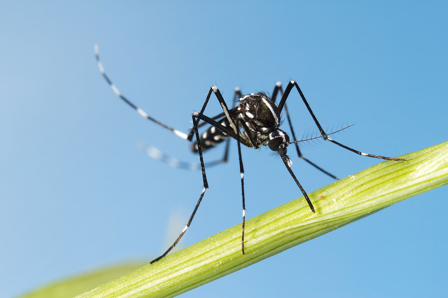 Tiger Mosquito (Aedes albopictus)