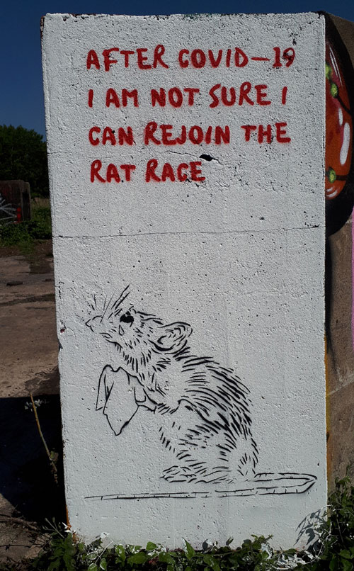 rat