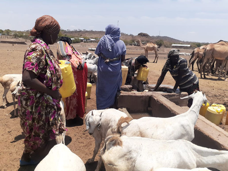 Mrs Agnes Lenyagura and other villagers watering their livestock herds in South Horr, Kenya