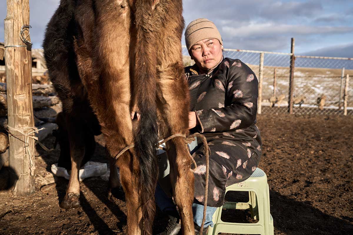 Bolormaa en train de traire sa vache en ce mois d’avril. Elle a hâte pouvoir à nouveau vendre ses produits laitiers avec le retour à la normale.