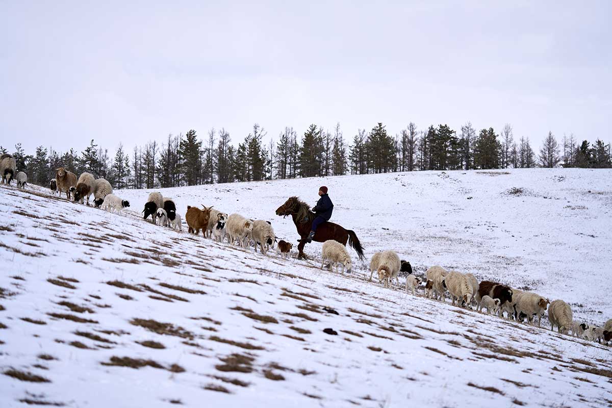 Purevbat, fils cadet de Buyanjargal et Bolormaa, garde les moutons à cheval.