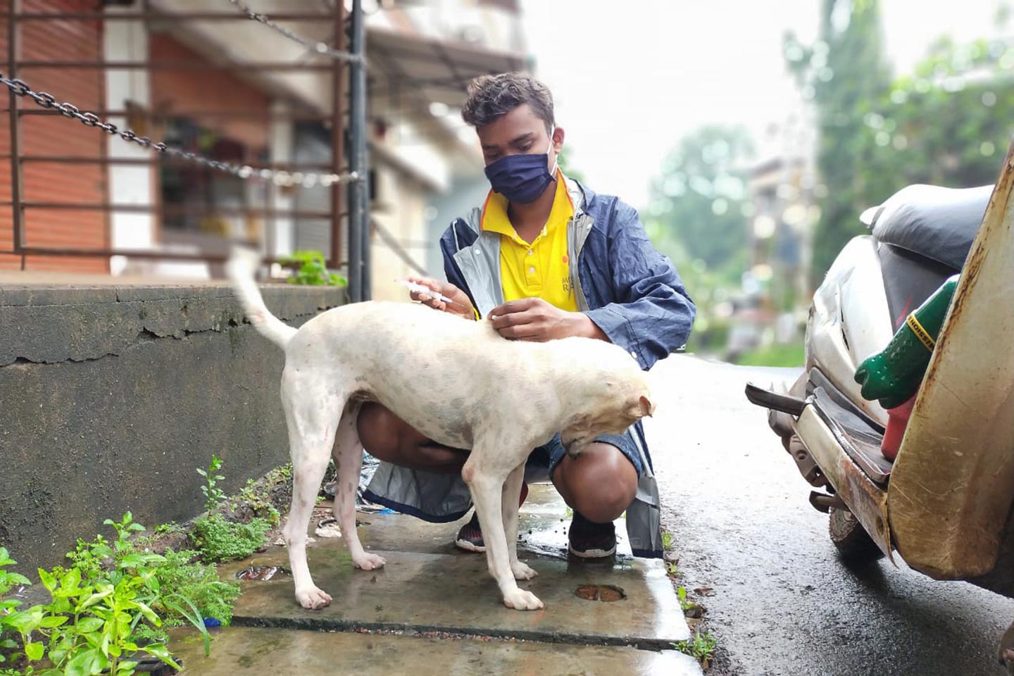 India's population of "strays" - and Mission Rabies's target population - includes well-loved community dogs, not quite pets, but more half-owned than un-owned. Credit: Mission Rabies