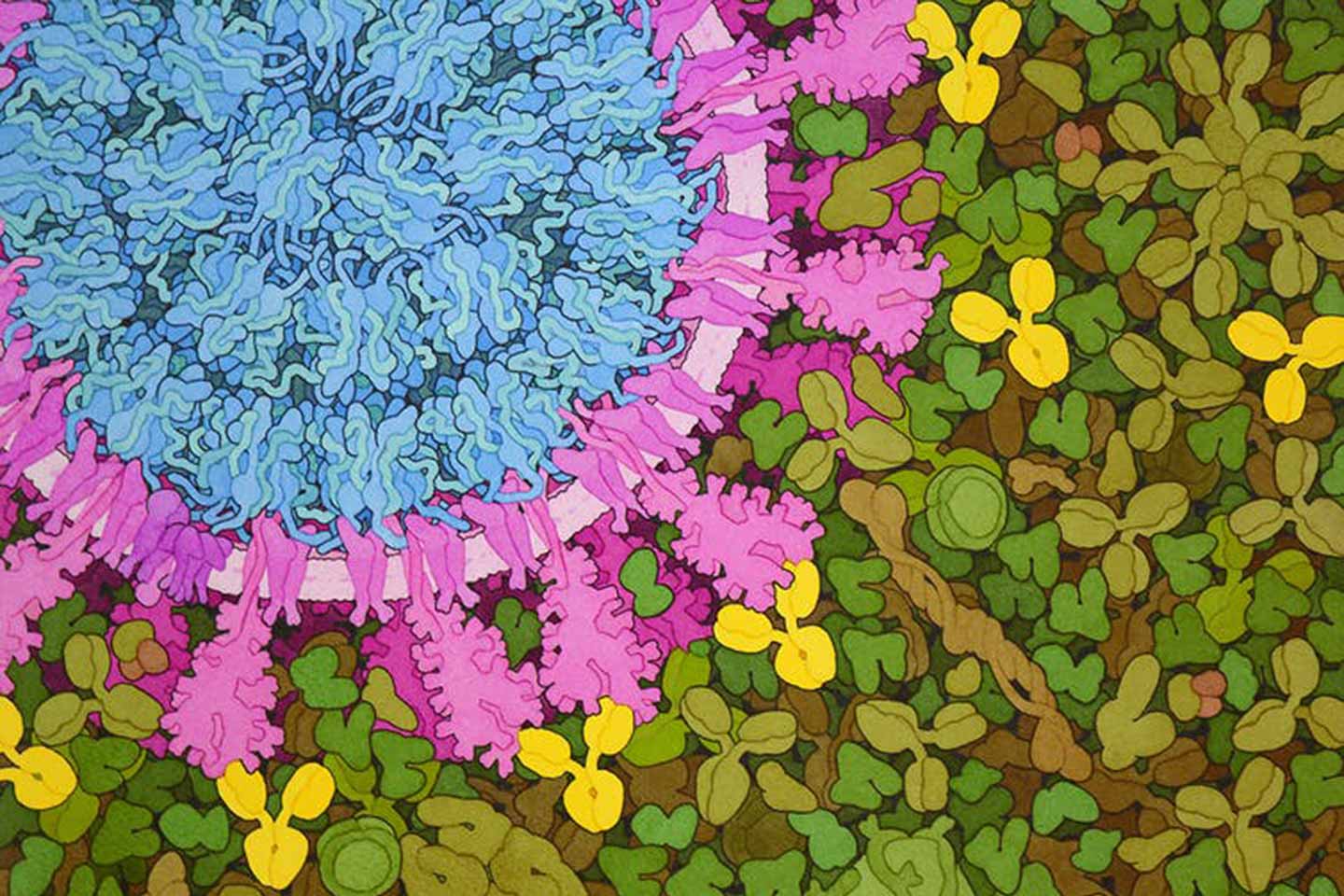 Neutralizing antibodies attach to the tips of the spike proteins of the SARS CoV-2 virus. David Goodsell/ProteinDatabase, CC BY-SA