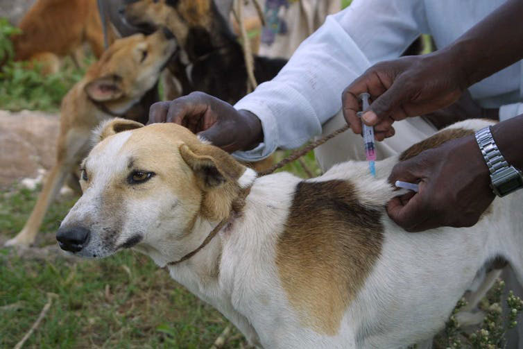 Vaccinating domestic dogs is a successful and cost-effective way to prevent rabies in dogs. Sarah Cleaveland