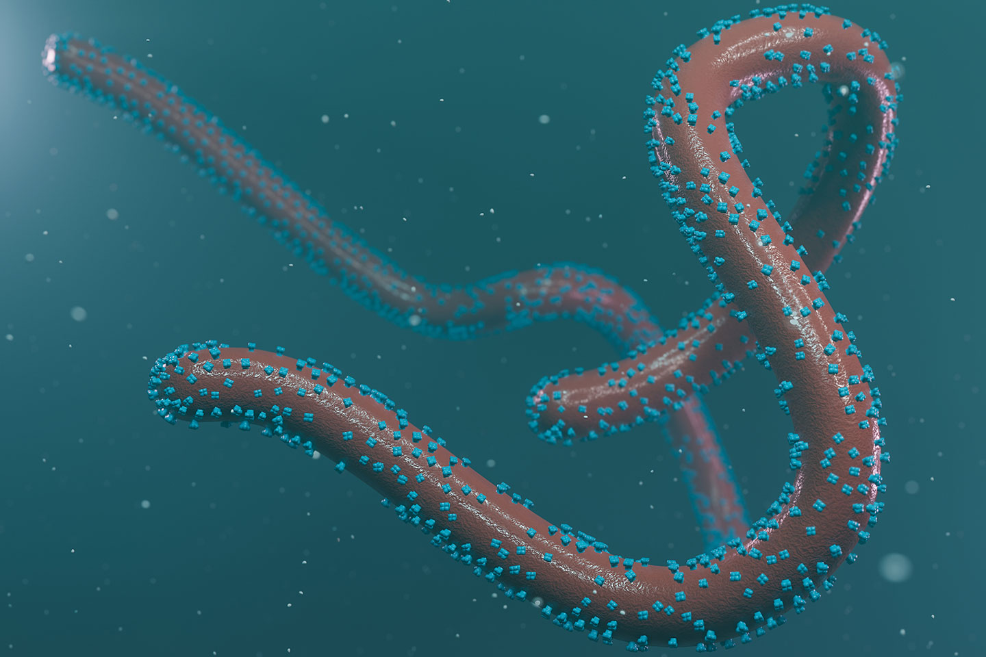 3D rendering of a Marburg virus