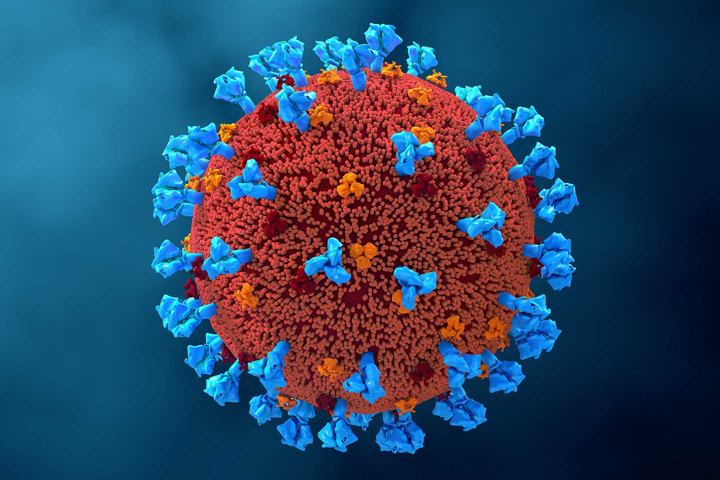 SARS-CoV-2, the virus that causes COVID-19, with its spike proteins shown in blue.