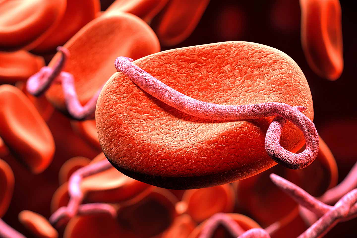 Red blood cells infected with Ebola virus