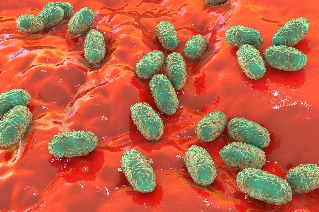 pertussis bacteria