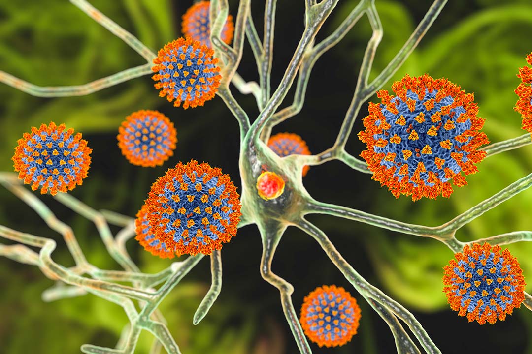 Coronaviruses and neurons, conceptual 3D illustration. COVID-19 associated neurological complications.