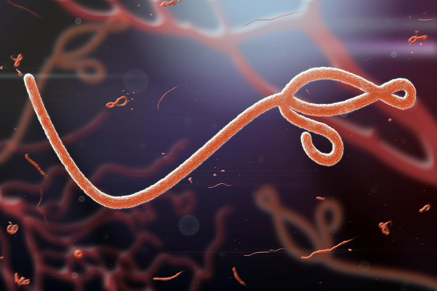 Microscopic view of the Ebola virus