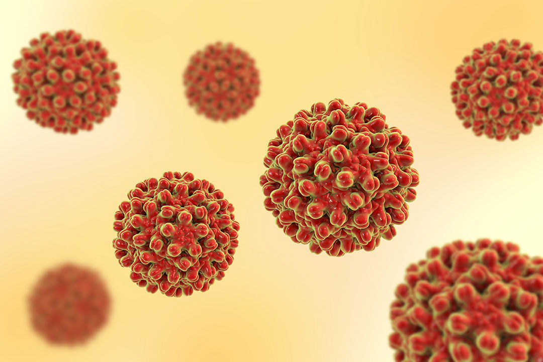 Hepatitis B viruses, 3D illustration