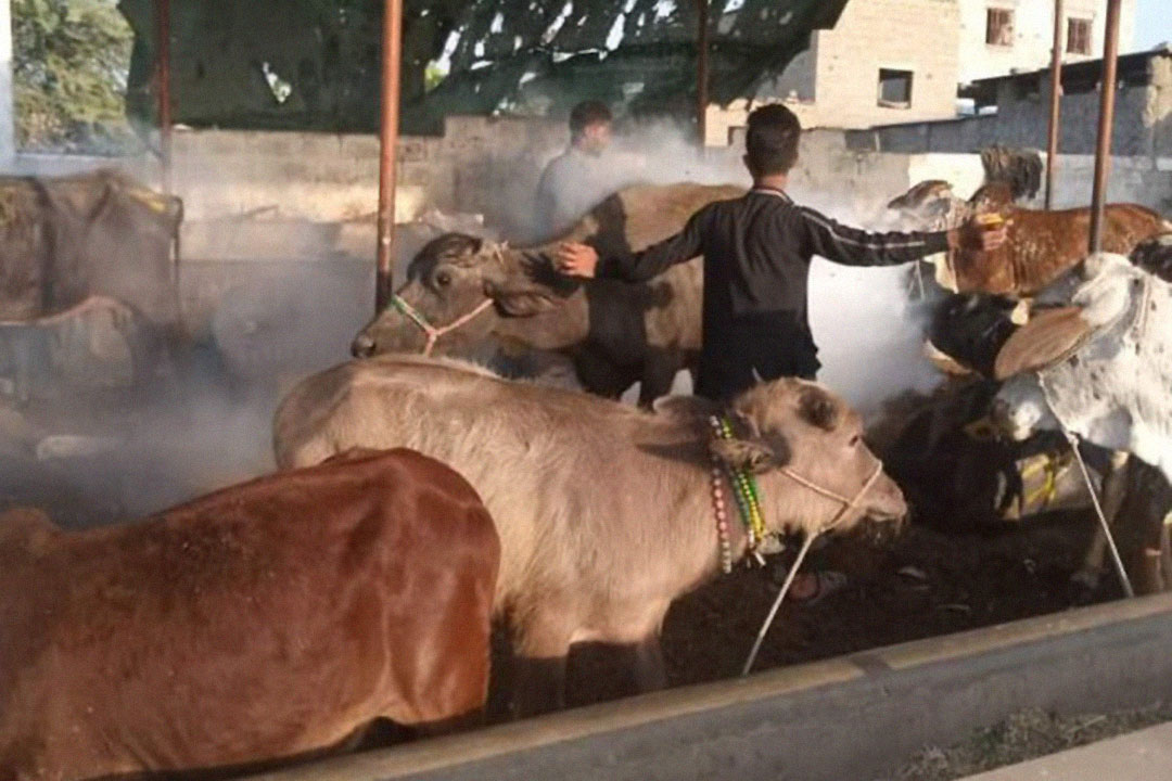 A cattle colony in Karachi. Photo credit: Saadeqa Khan