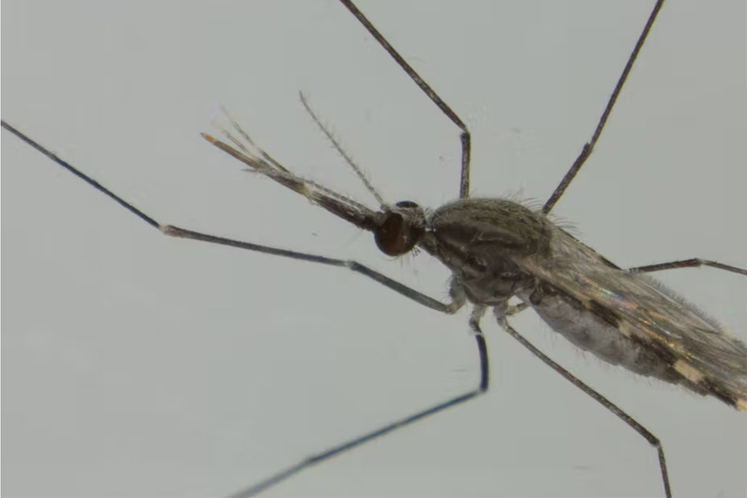Artificial light may trick malaria-transmitting mosquitoes into changing their feeding habits, protecting people against bites. Professor Lizette Koekemoer/University of the Witwatersrand