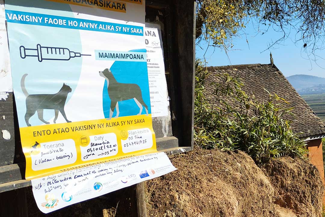 Une campagne de vaccination des chiens et des chats contre la rage, à Lapahambana Ambohibary Sambaina Manjakandriana. Crédit : Rivonala Razafison