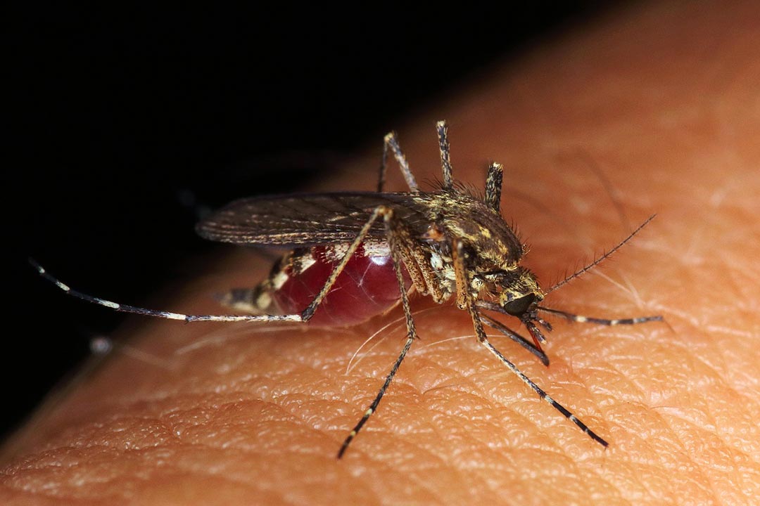 A mosquito biting someone. Credit: Pete from Pixabay
