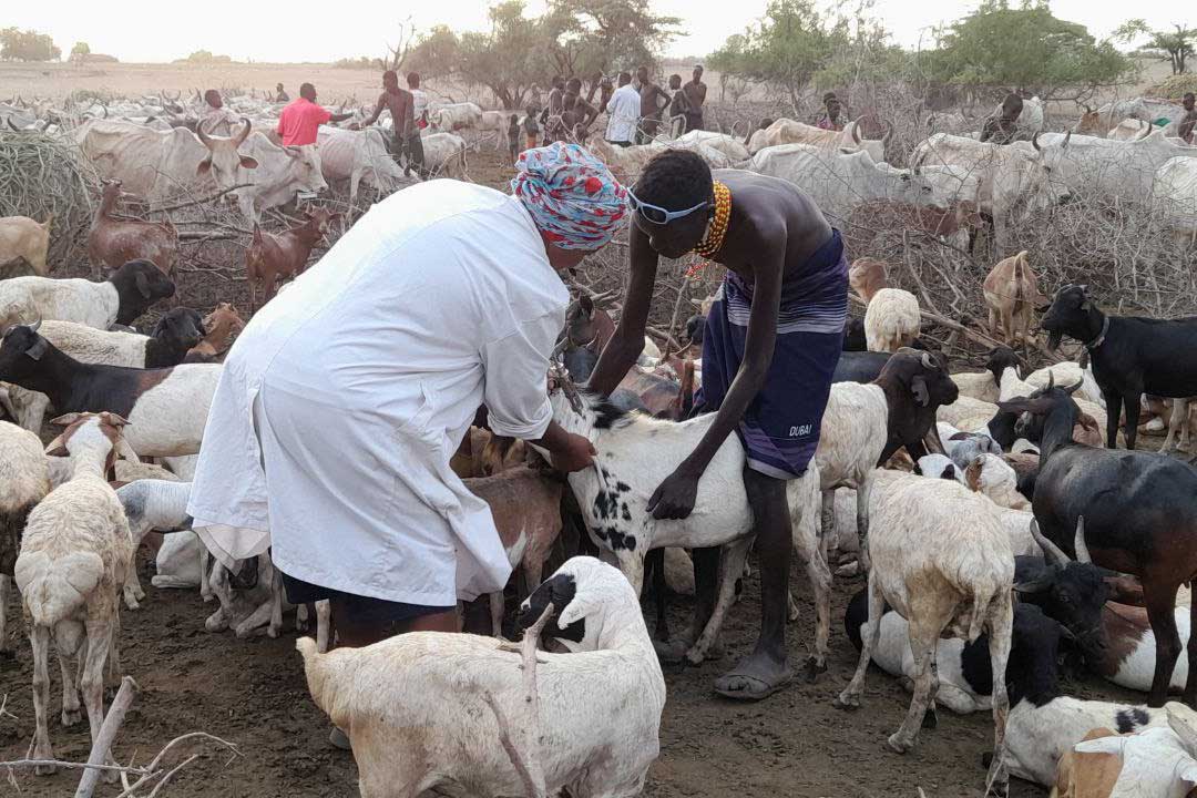 A pastoralist holds one of his cattle as the animal receives a vaccination in Ermede village, Ethiopia Credit: SNNP Bureau of Agriculture