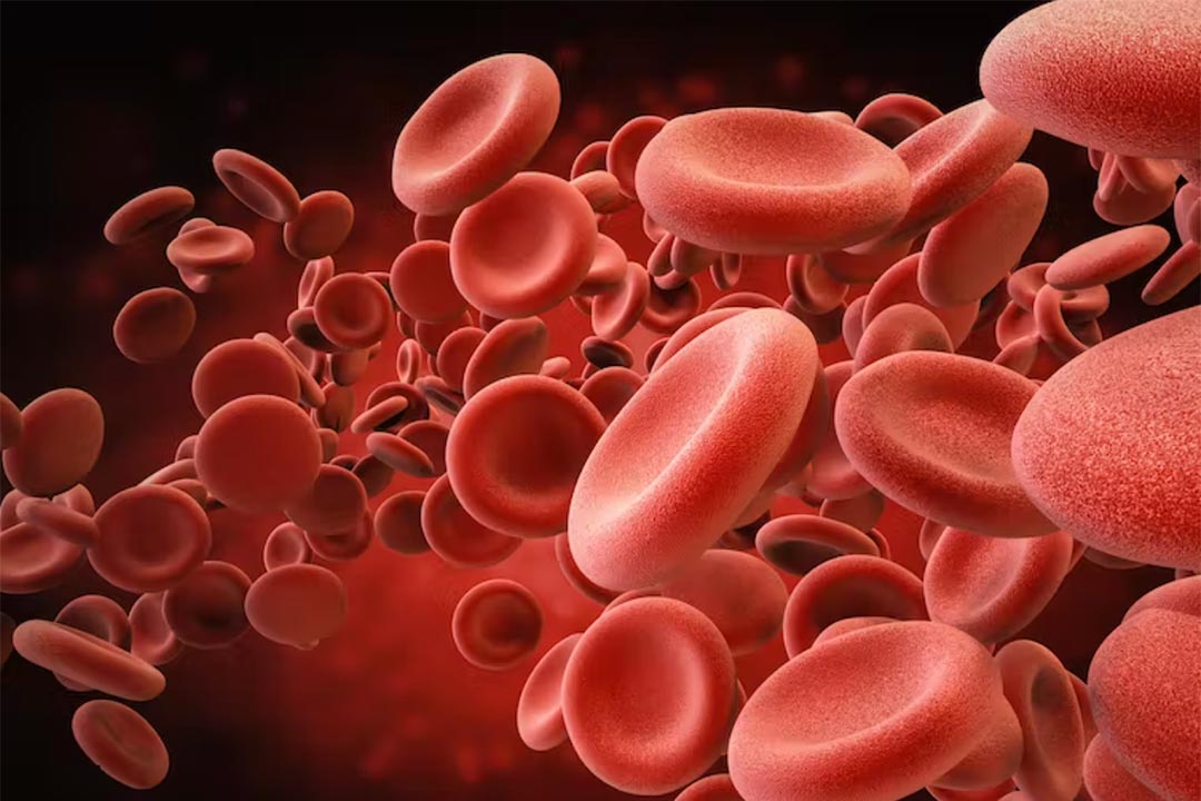 The red blood cells were made by extracting stem cells from a blood sample. Credit: Phonlamai Photo/ Shutterstock