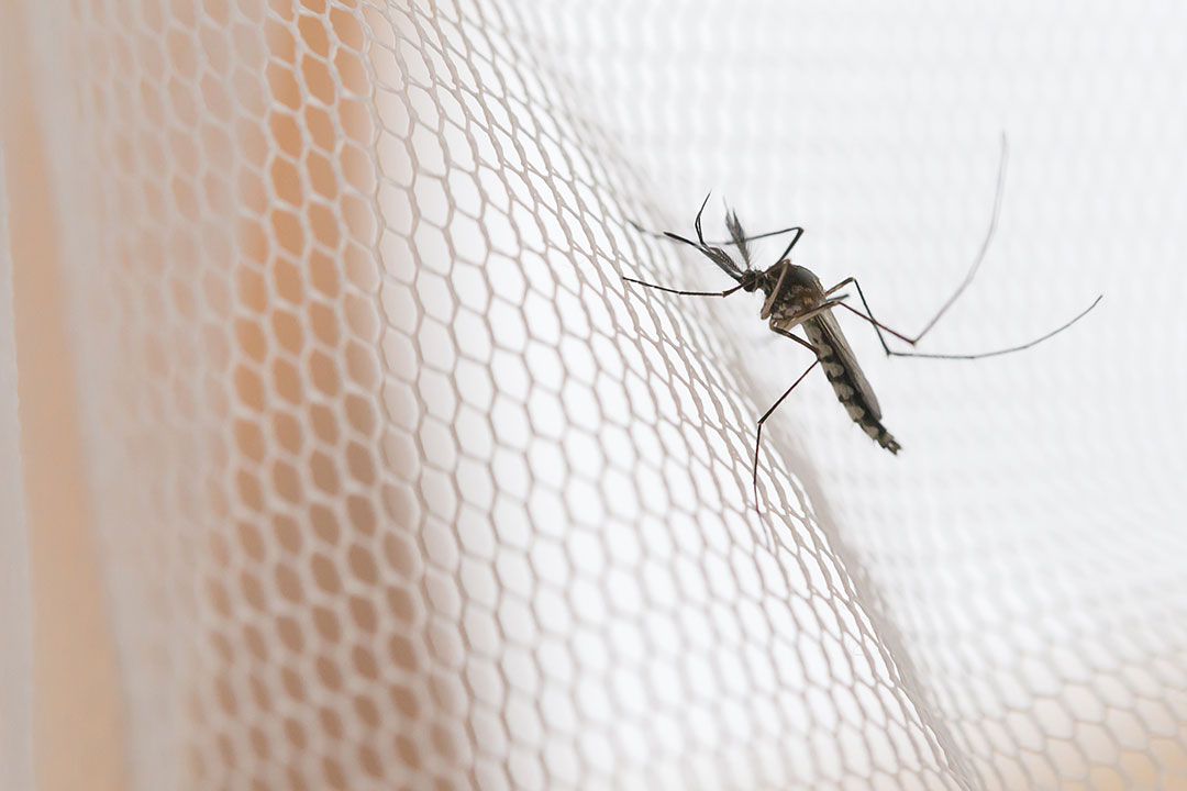 Mosquito on white mosquito wire net.