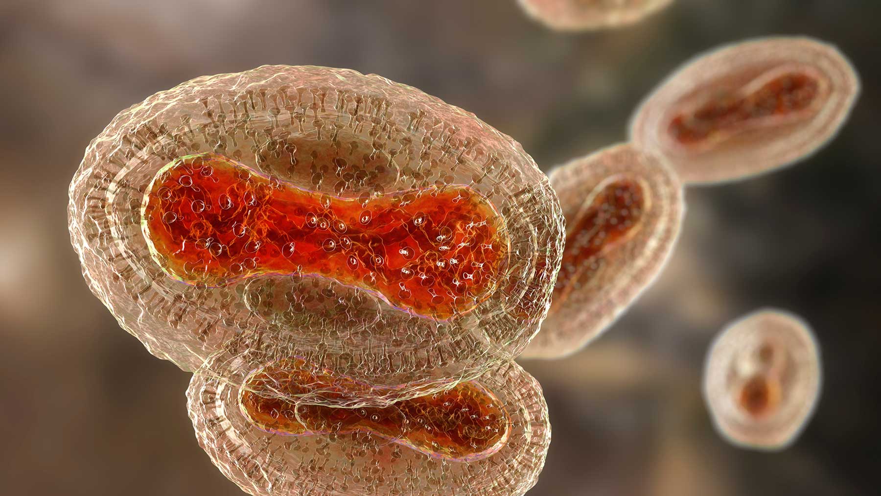 Monkeypox virus, 3D illustration