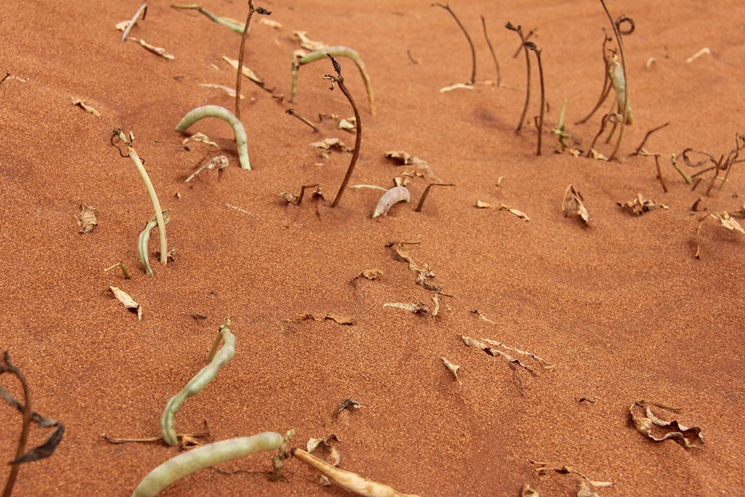 Les tiomena in Southern Madagascar. Crédit: Nazaire Tsimanova Paubert